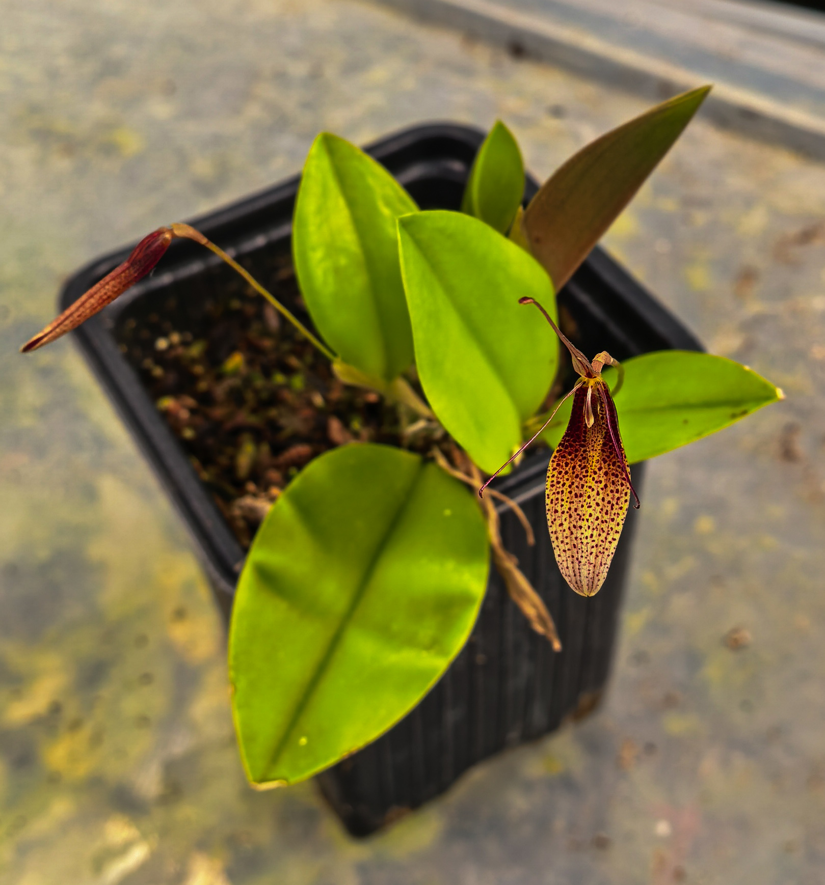 Restrepia dodsonii