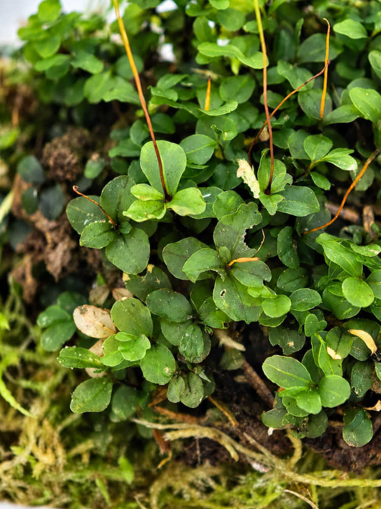 Мох cv Rhizomnium punctatum