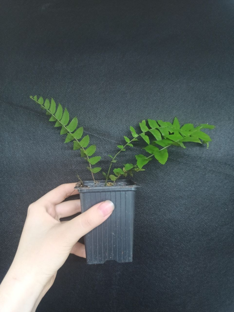 Nephrolepis biserrata 'Macho'