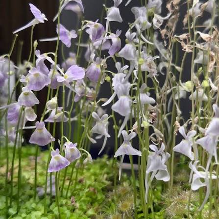 Utricularia sp kerala д7