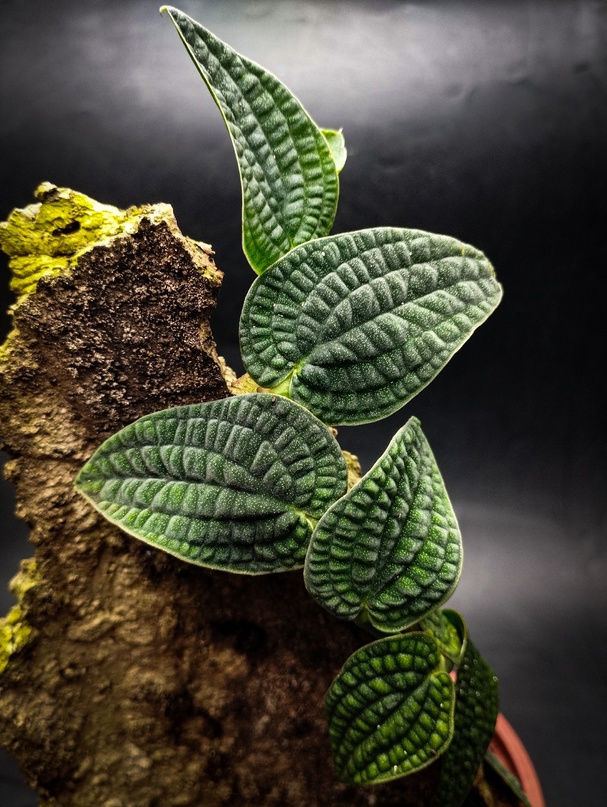 Rhaphidophora tenuis silver на тотеме