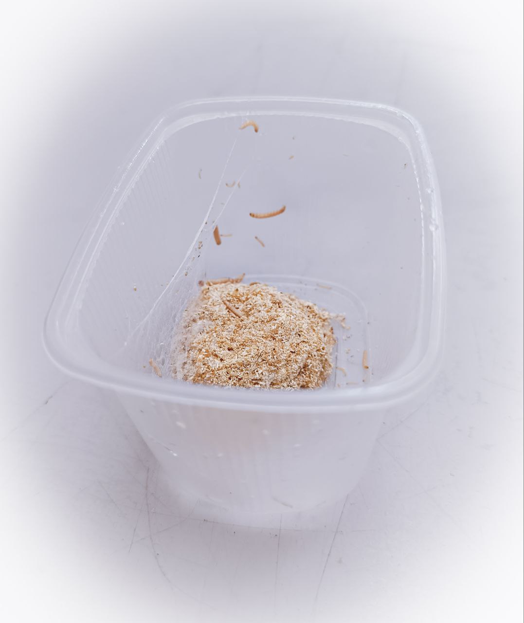 Кормовая культура восковой огневки (Achroia grisella)