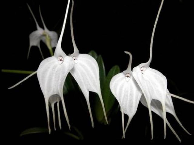 Masdevallia tovarensis