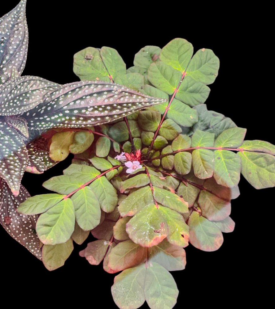 Biophytum somnians