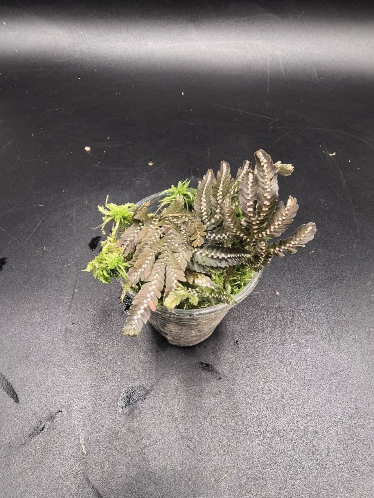 Selaginella picta S