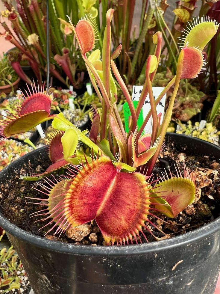 Dionaea muscipula 'gigantea'