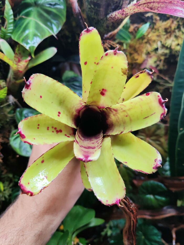 Neoregelia storm bird