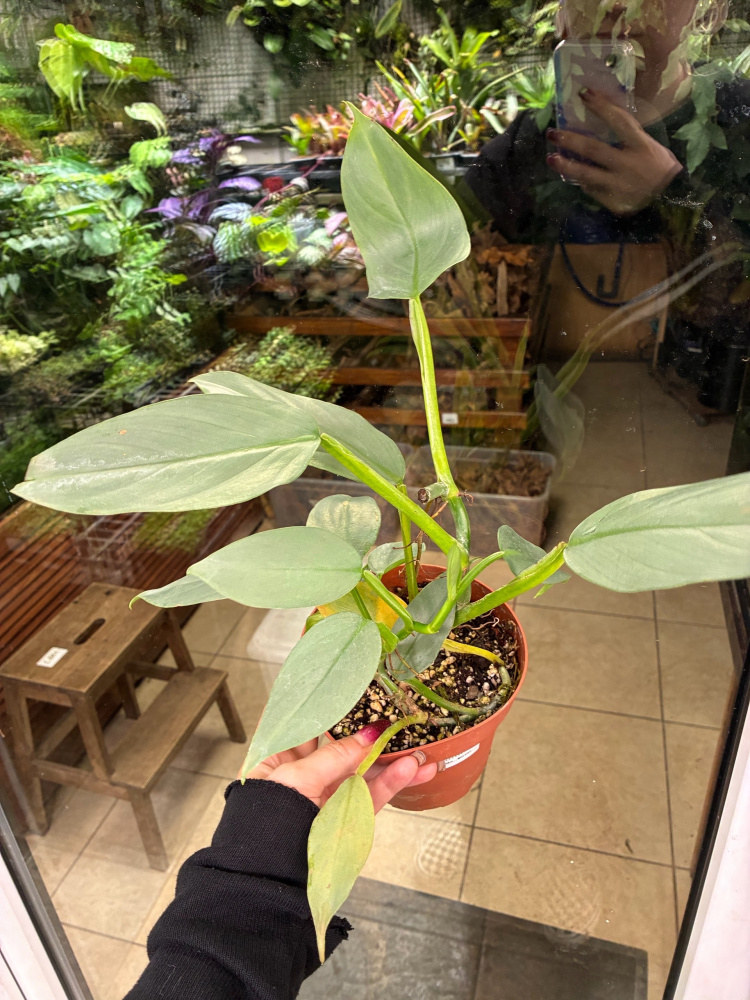 Philodendron Hastatum Silver