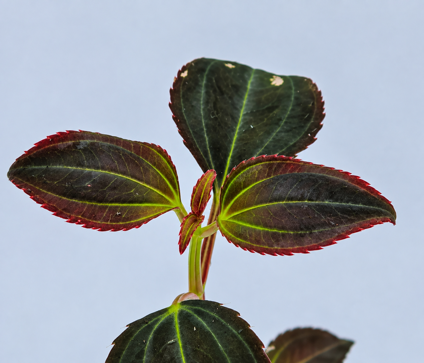 Astronidium parviflorum