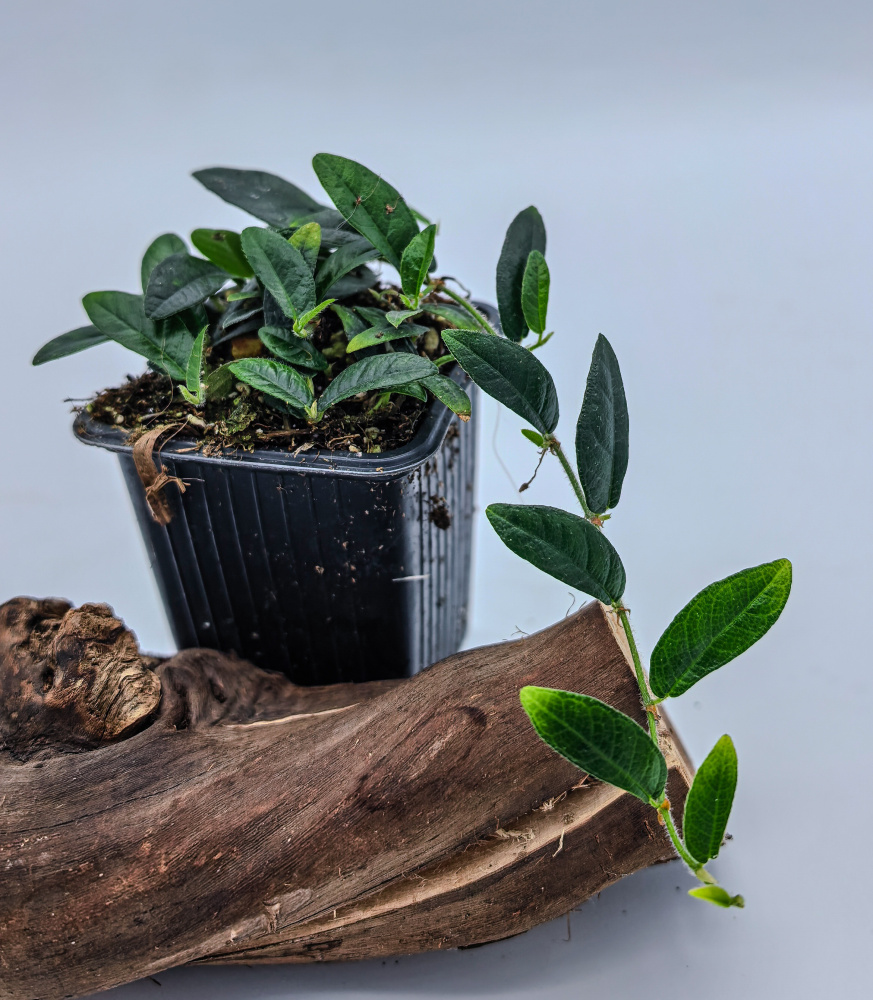 Ficus punctata hairy