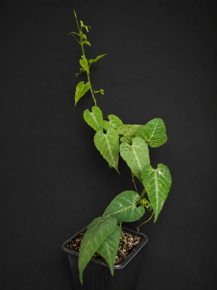 Cissus sicyoides albo-nitens
