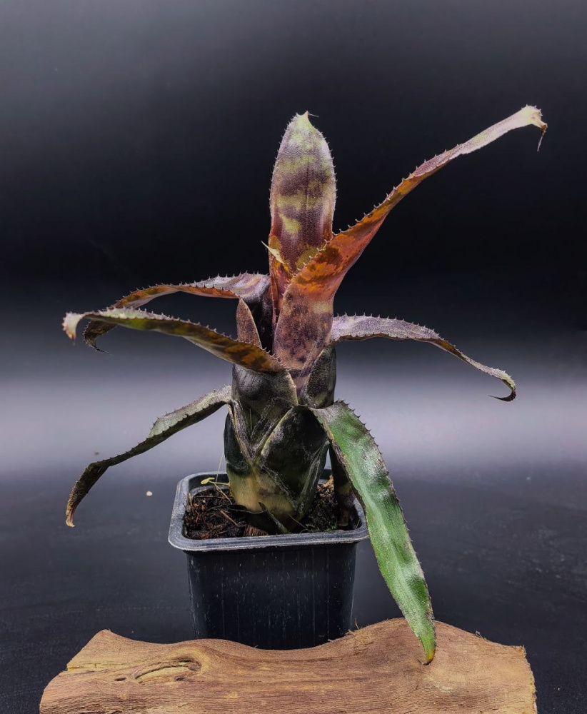 Canmea hunua serpent x canistrum vania leme