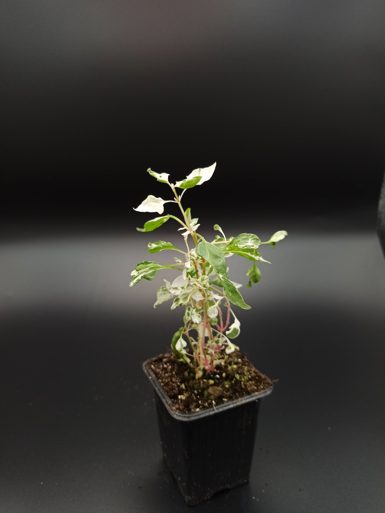 Alternanthera ficoidea 'Snow on the Mountain' (альтернантера вариегатная)