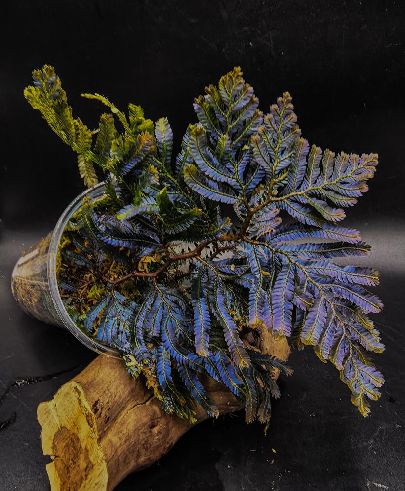 Selaginella siamensis M