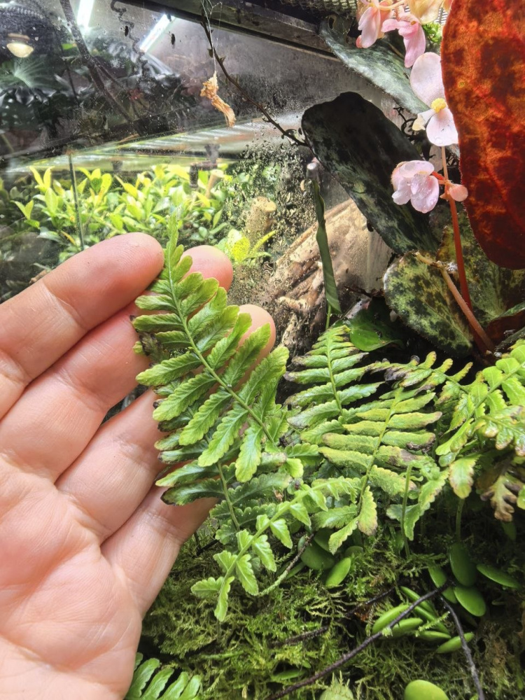 Polypodium sp. "Pulau Ambon"