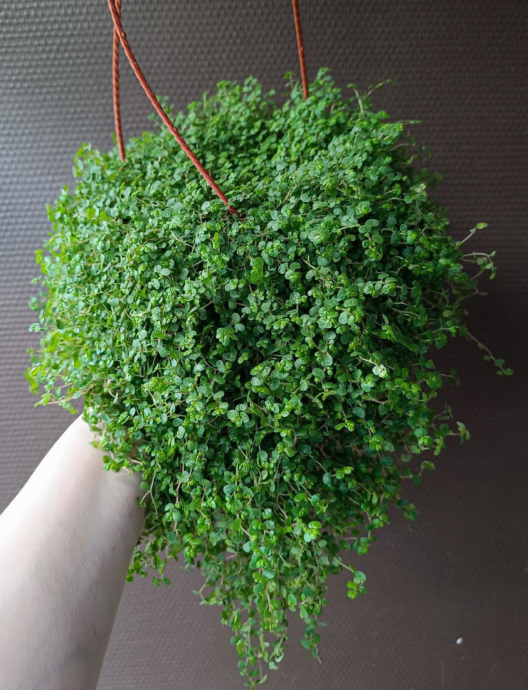 Soleirolia soleirolii (солейролия) д 16