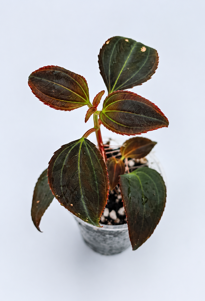 Astronidium parviflorum