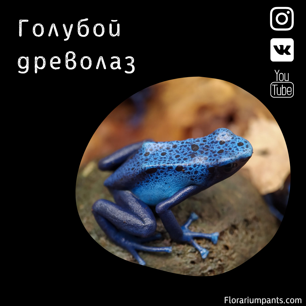 Голубой древолаз