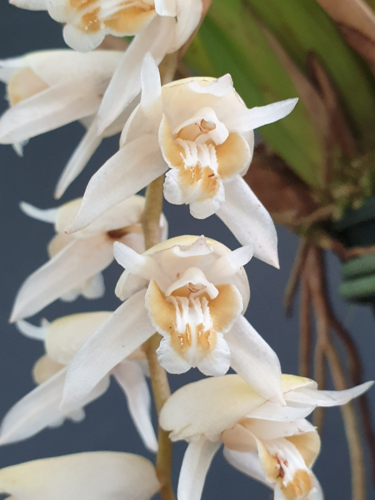 Coelogyne moultonii