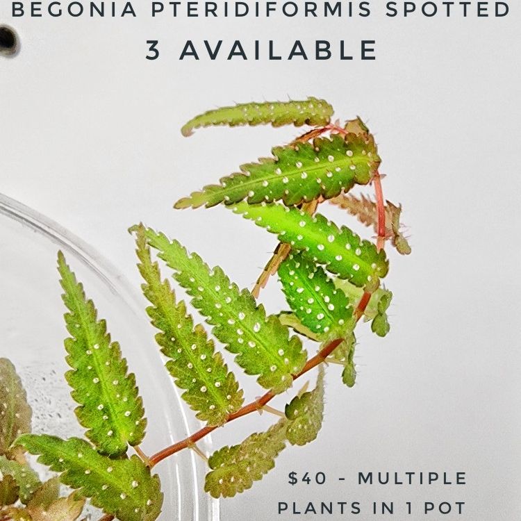Begonia pteridiformis white spotted