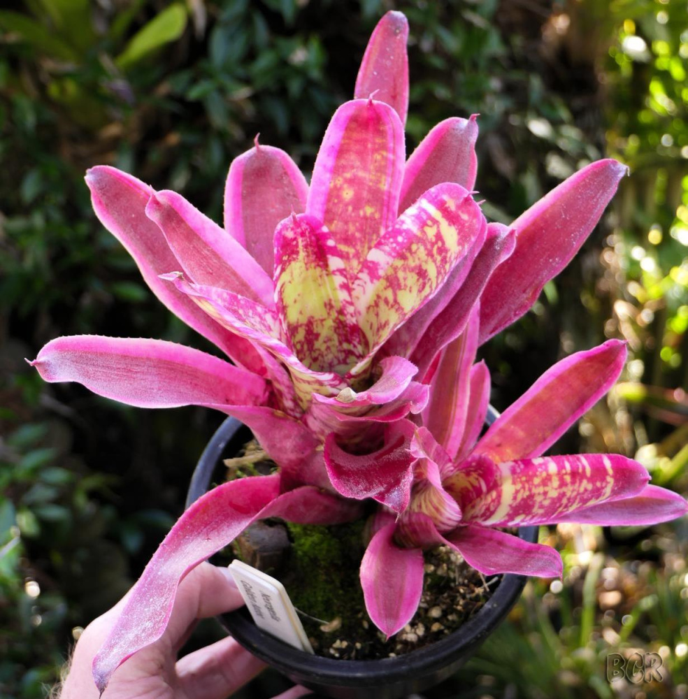 Neoregelia mai golden aztec
