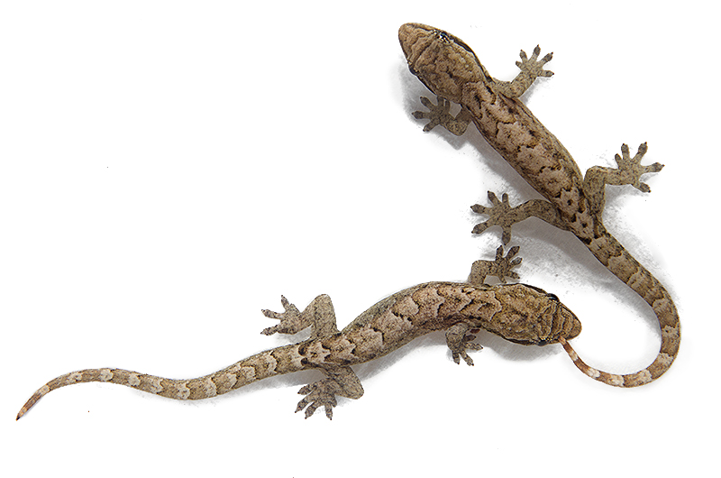 Lepidodactylus lugubris (траурный геккон)