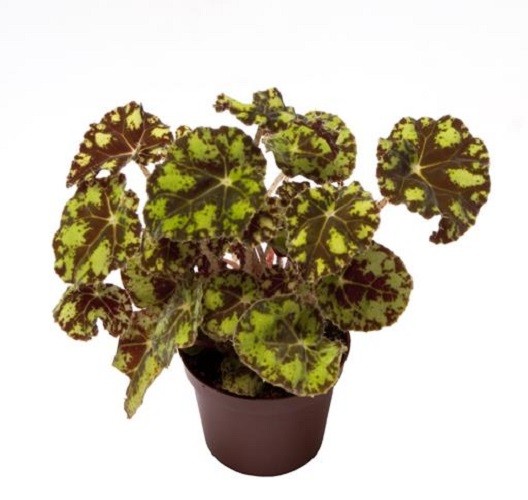 Begonia bowerae tiger