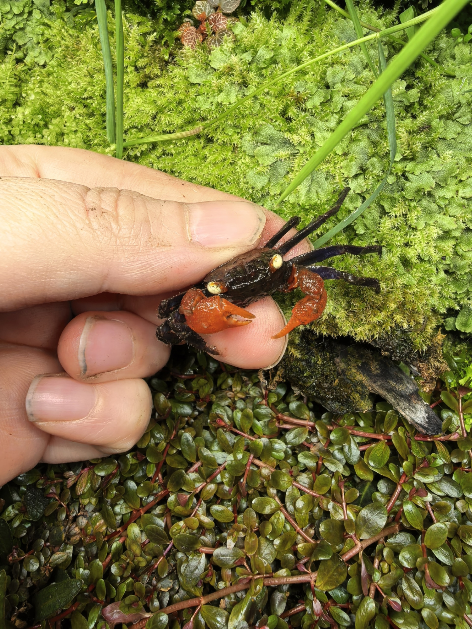 Краб дьявол (Geosesarma sp. devil)