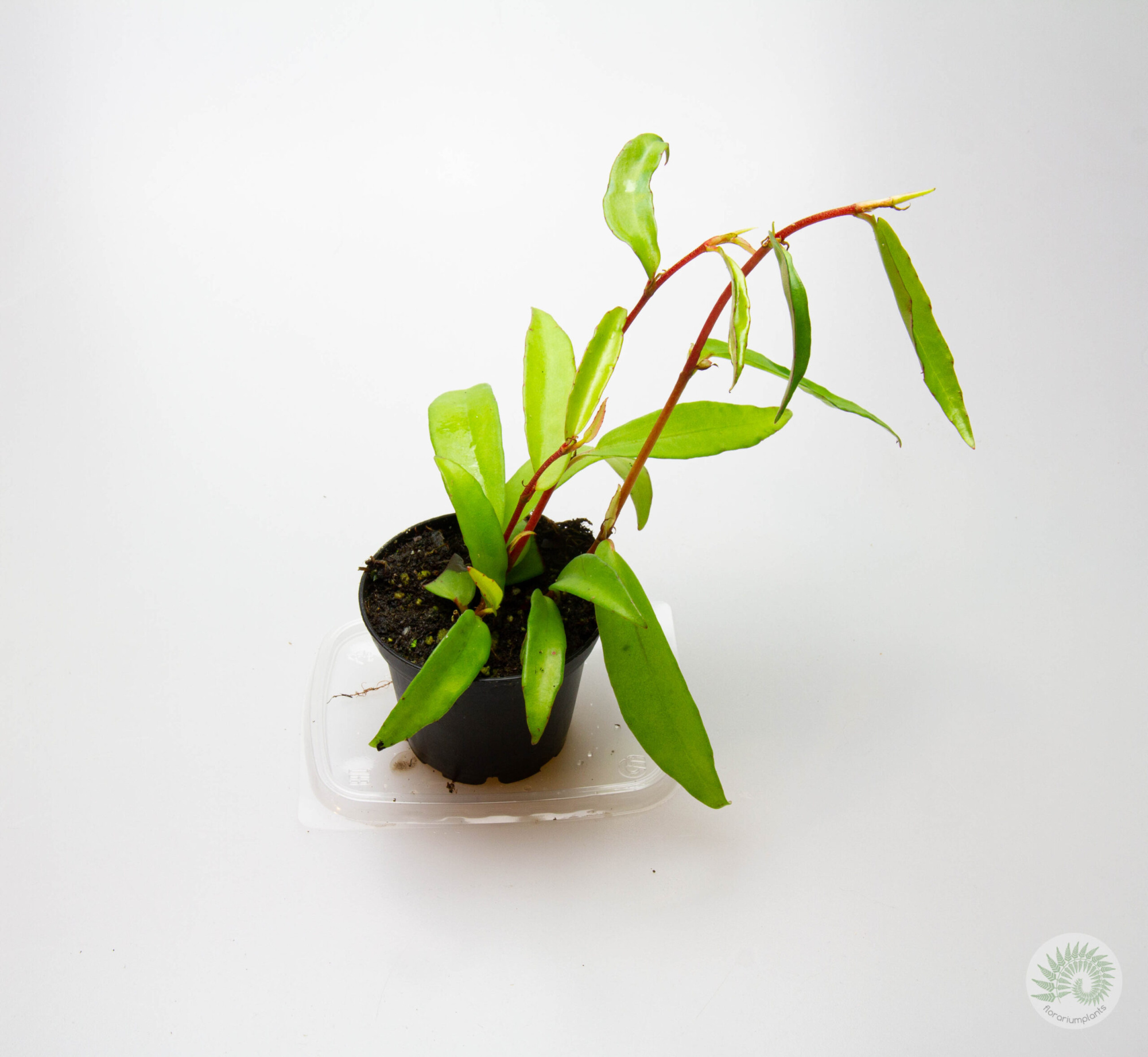 Begonia polygonoides