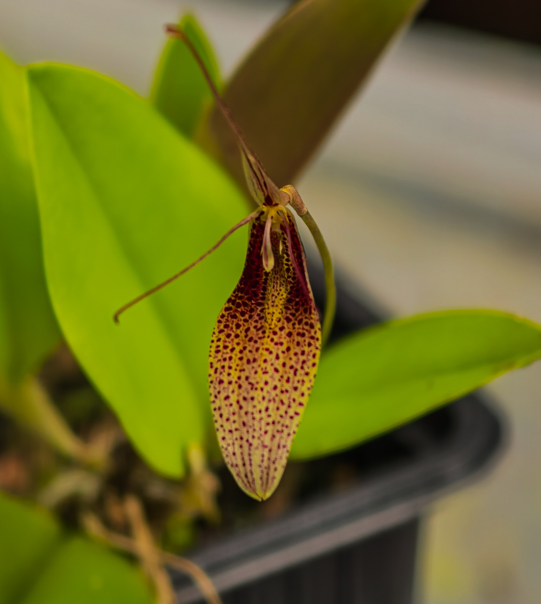 Restrepia dodsonii