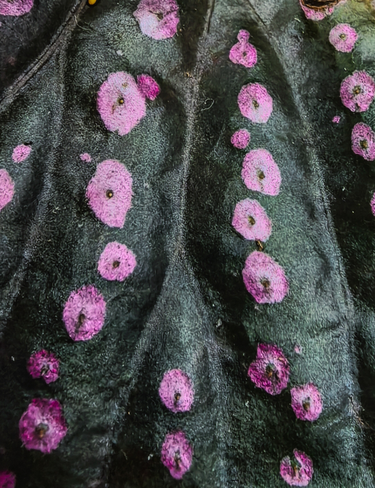 Begonia sp Saripoi