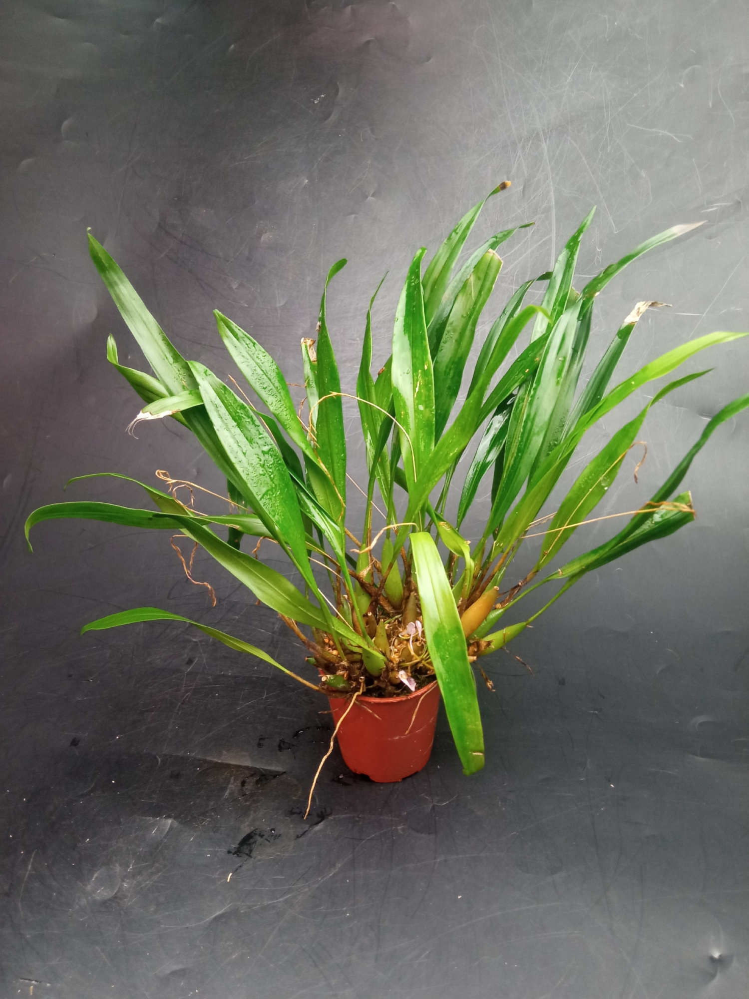 Dendrochilum pulcherrimum