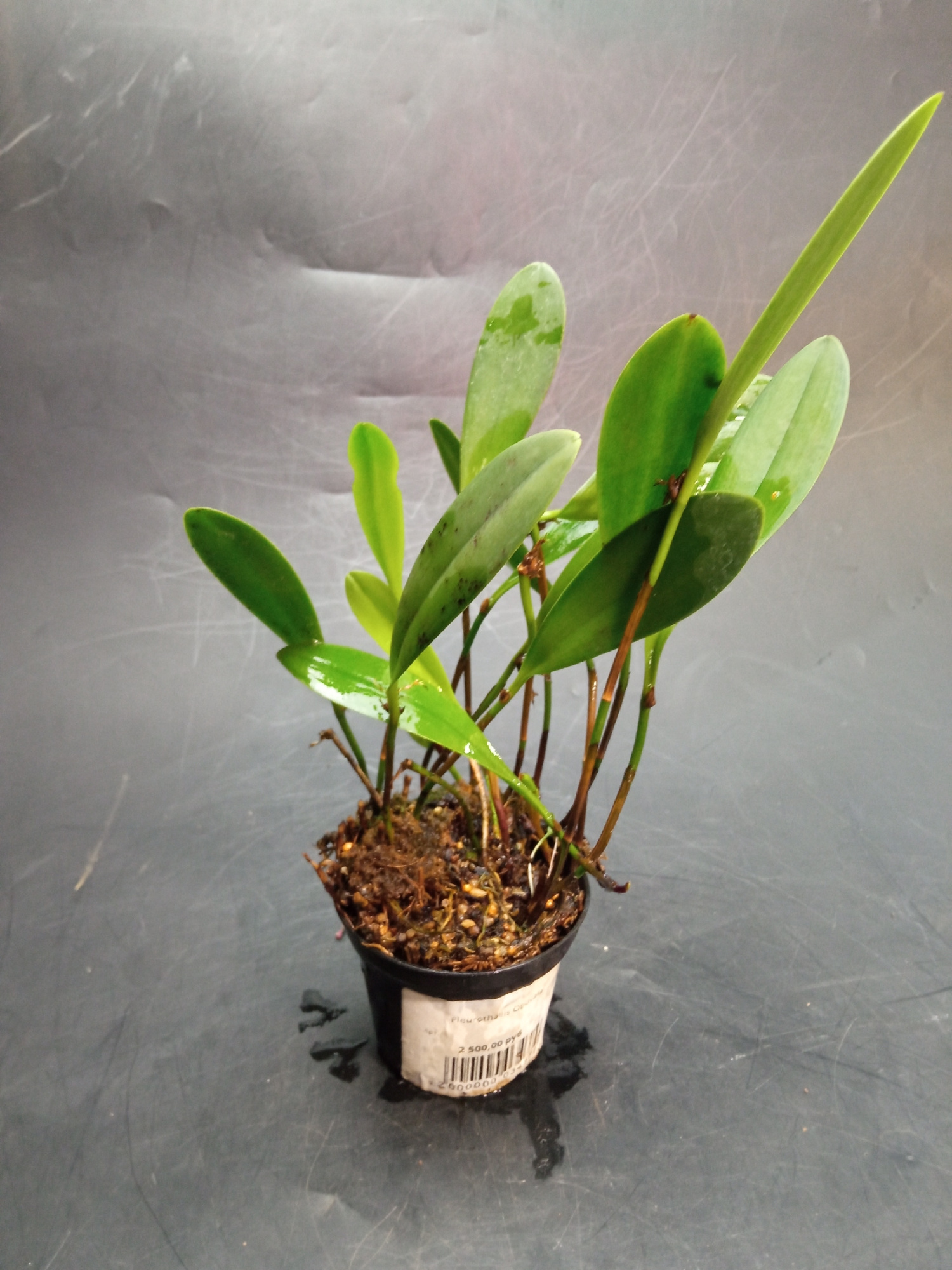 Pleurothallis obovata