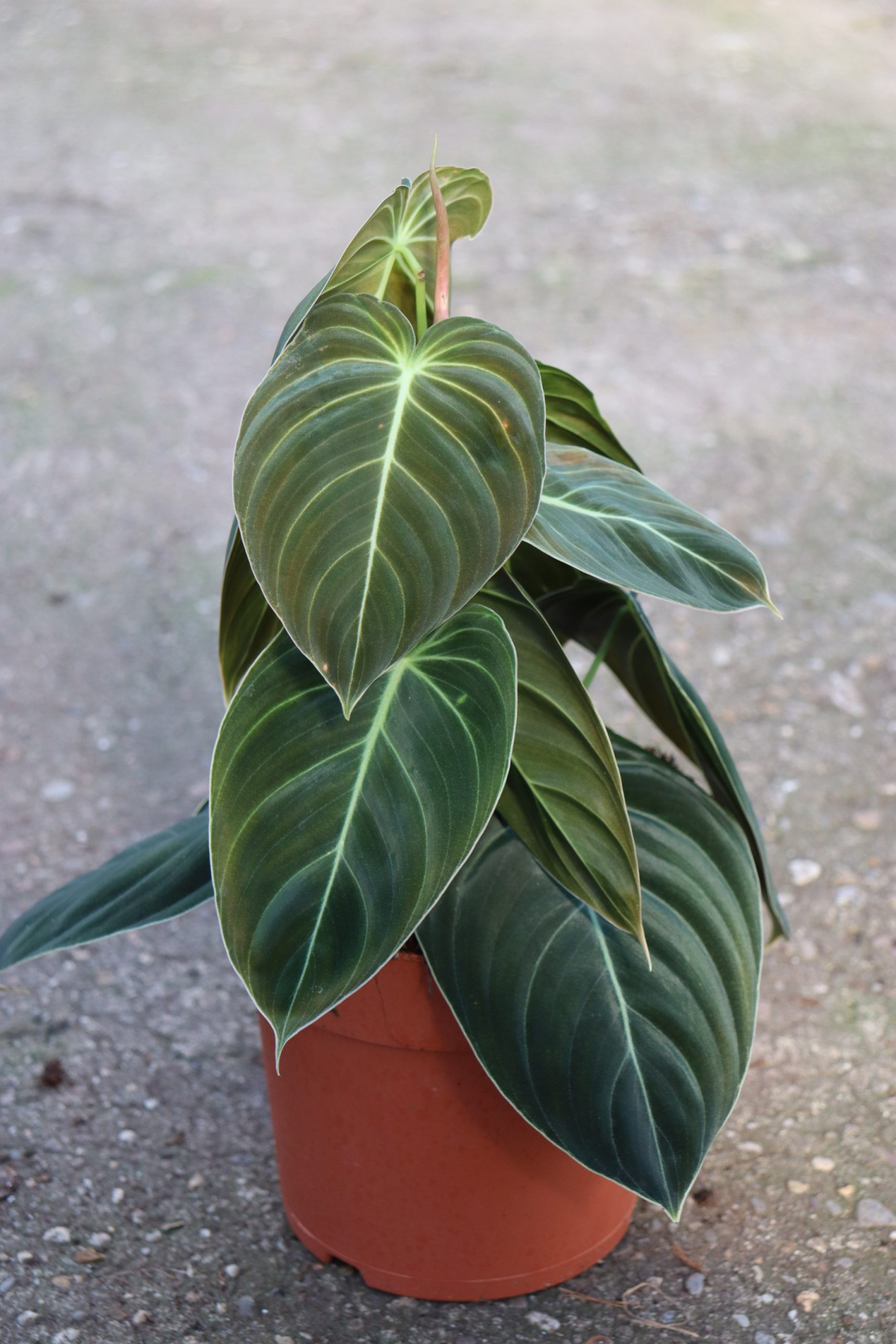 Philodendron melanochrysum