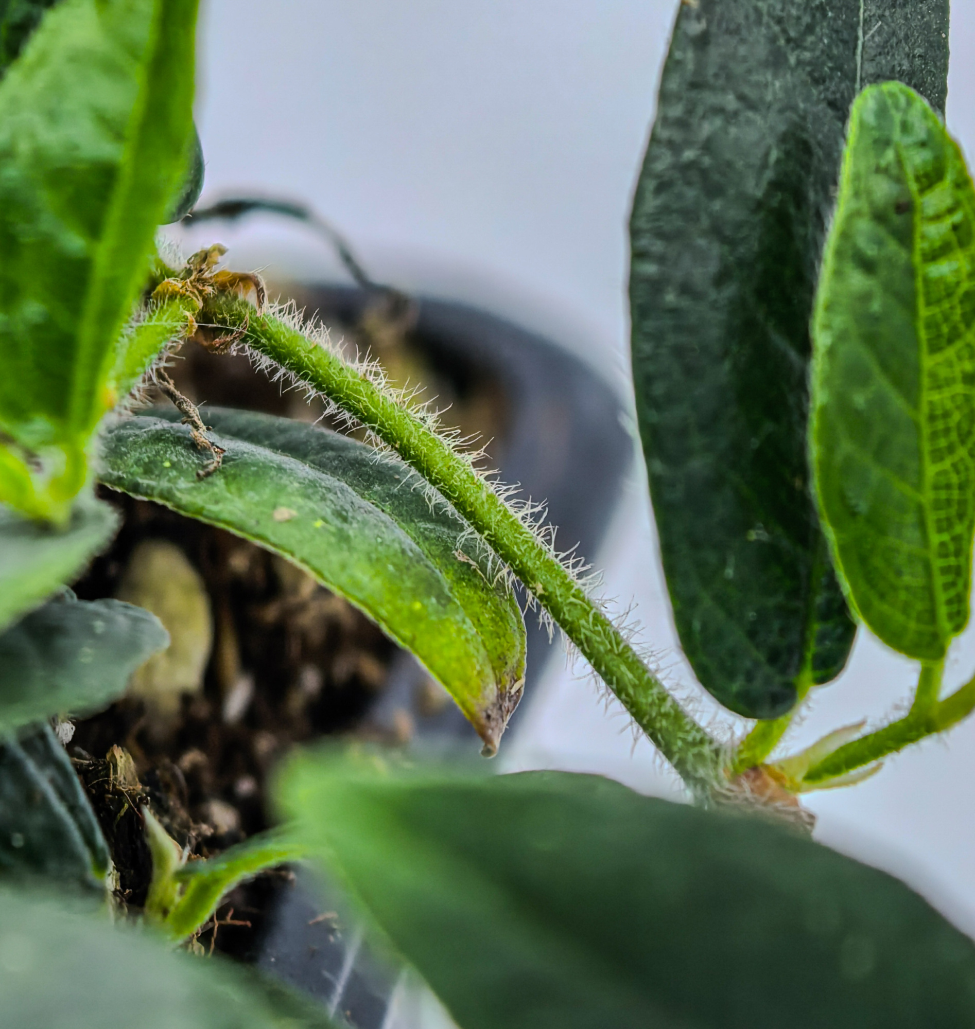 Ficus punctata hairy