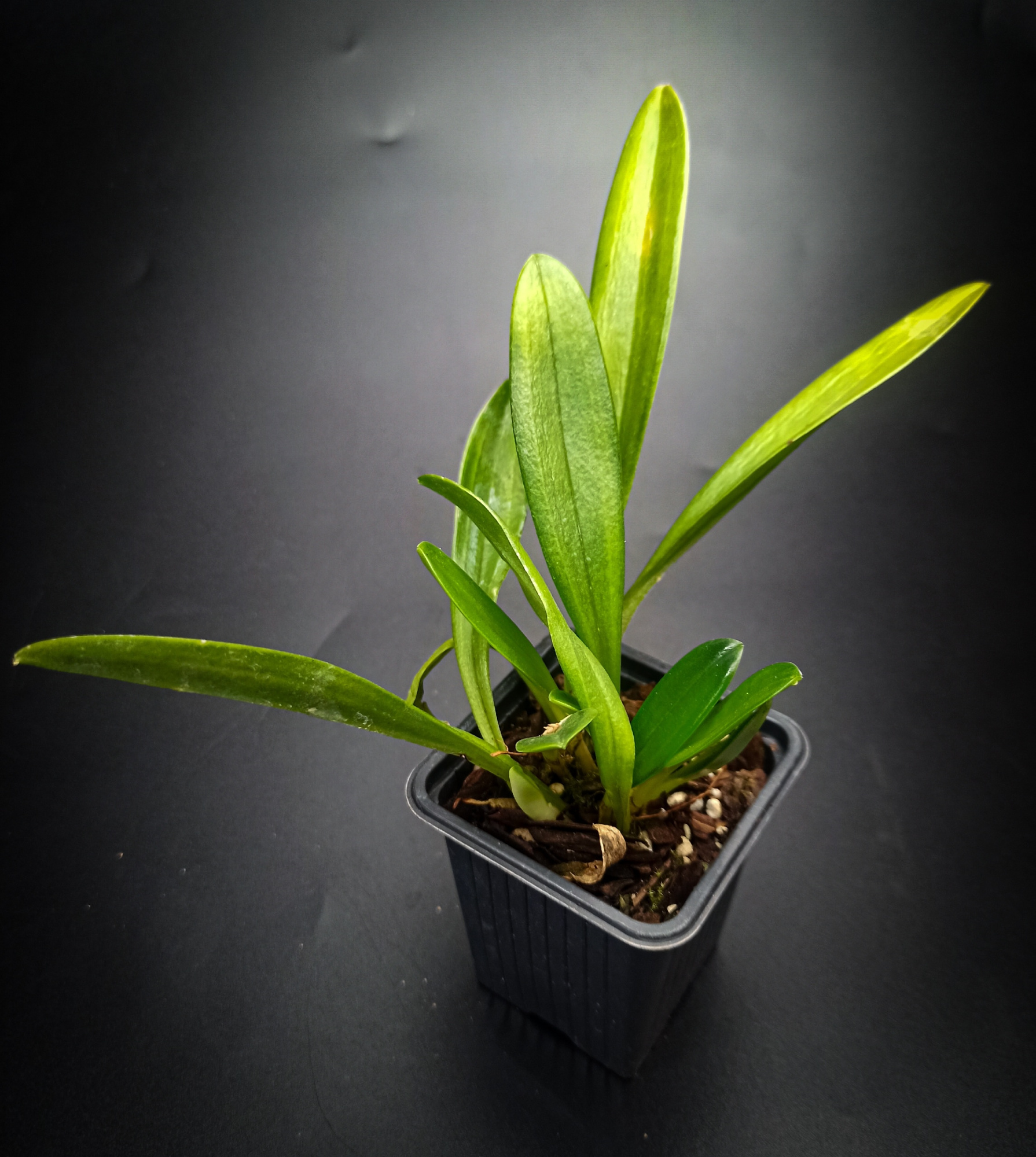 Masdevallia tovarensis