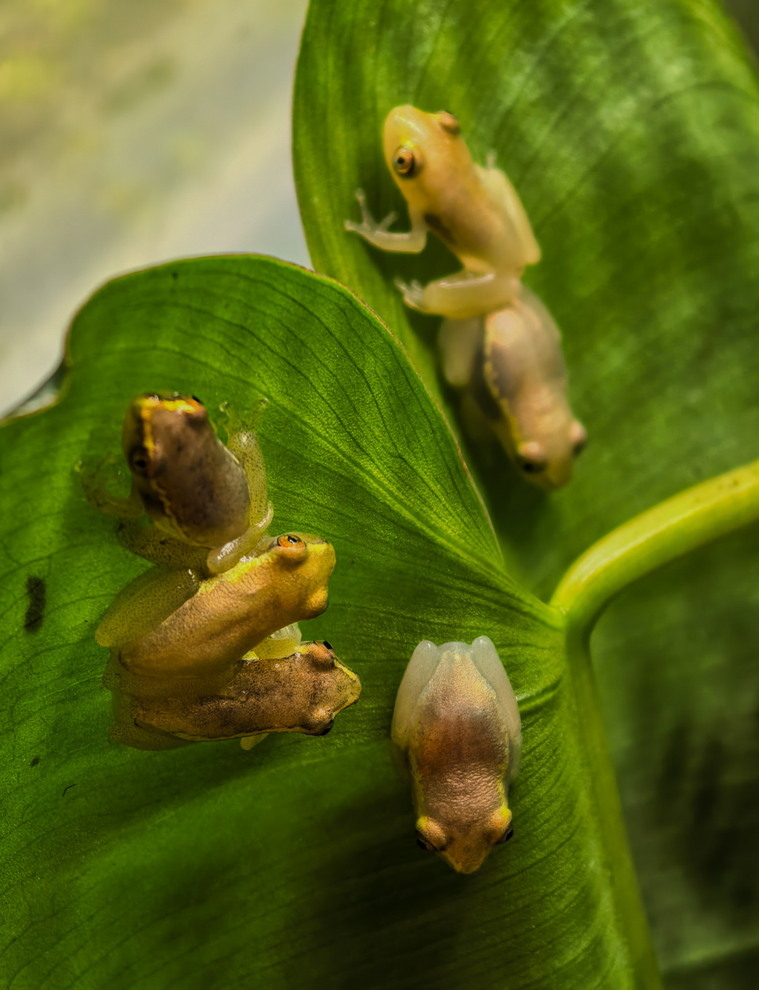 heterixalus alboguttatus (тростянка глазчатая)