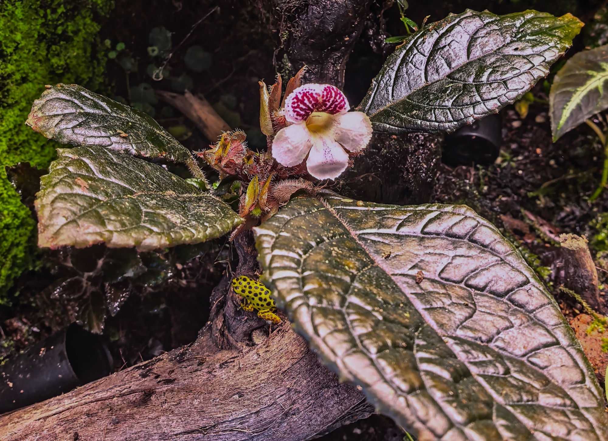 Nautilocalyx glandulifera