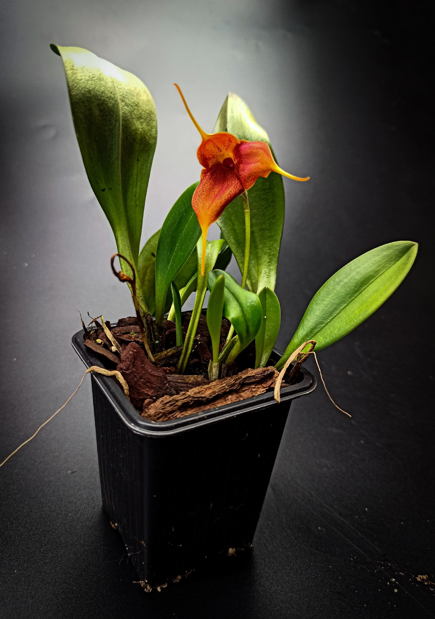 Masdevallia decumana hybrid S