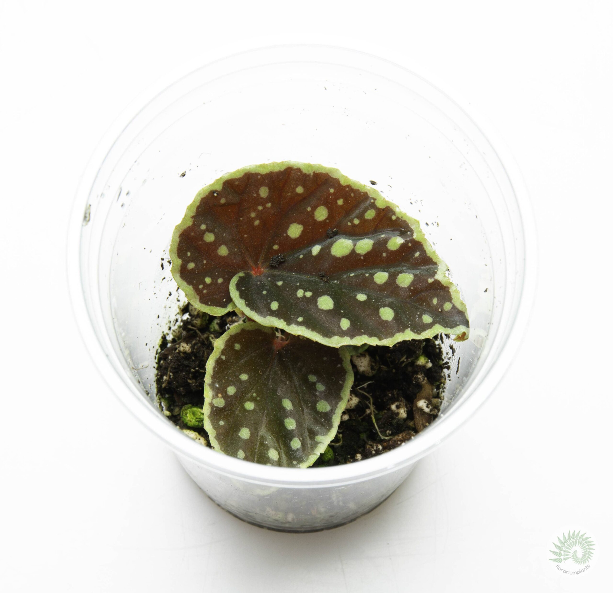 Begonia queen constellation