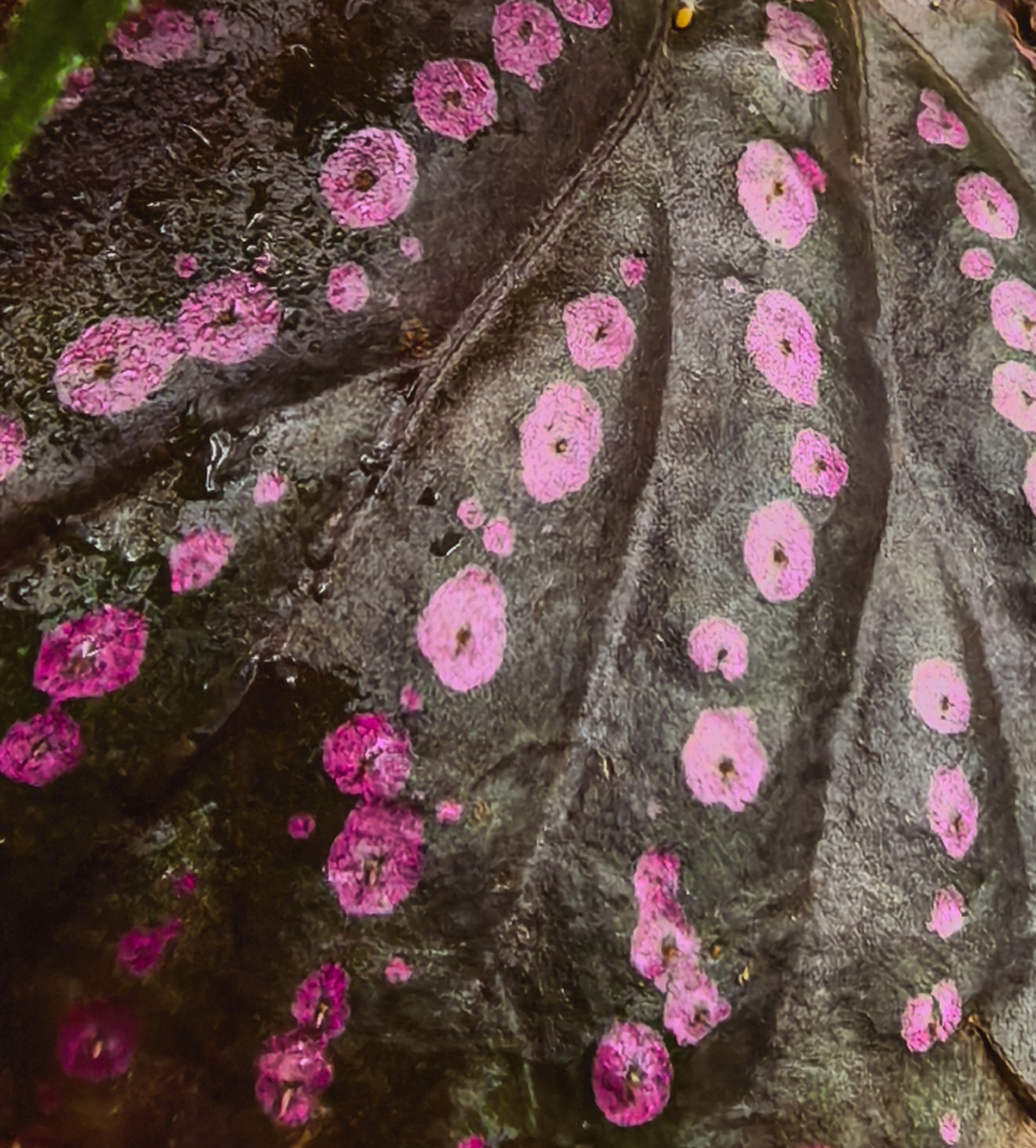 Begonia sp Saripoi