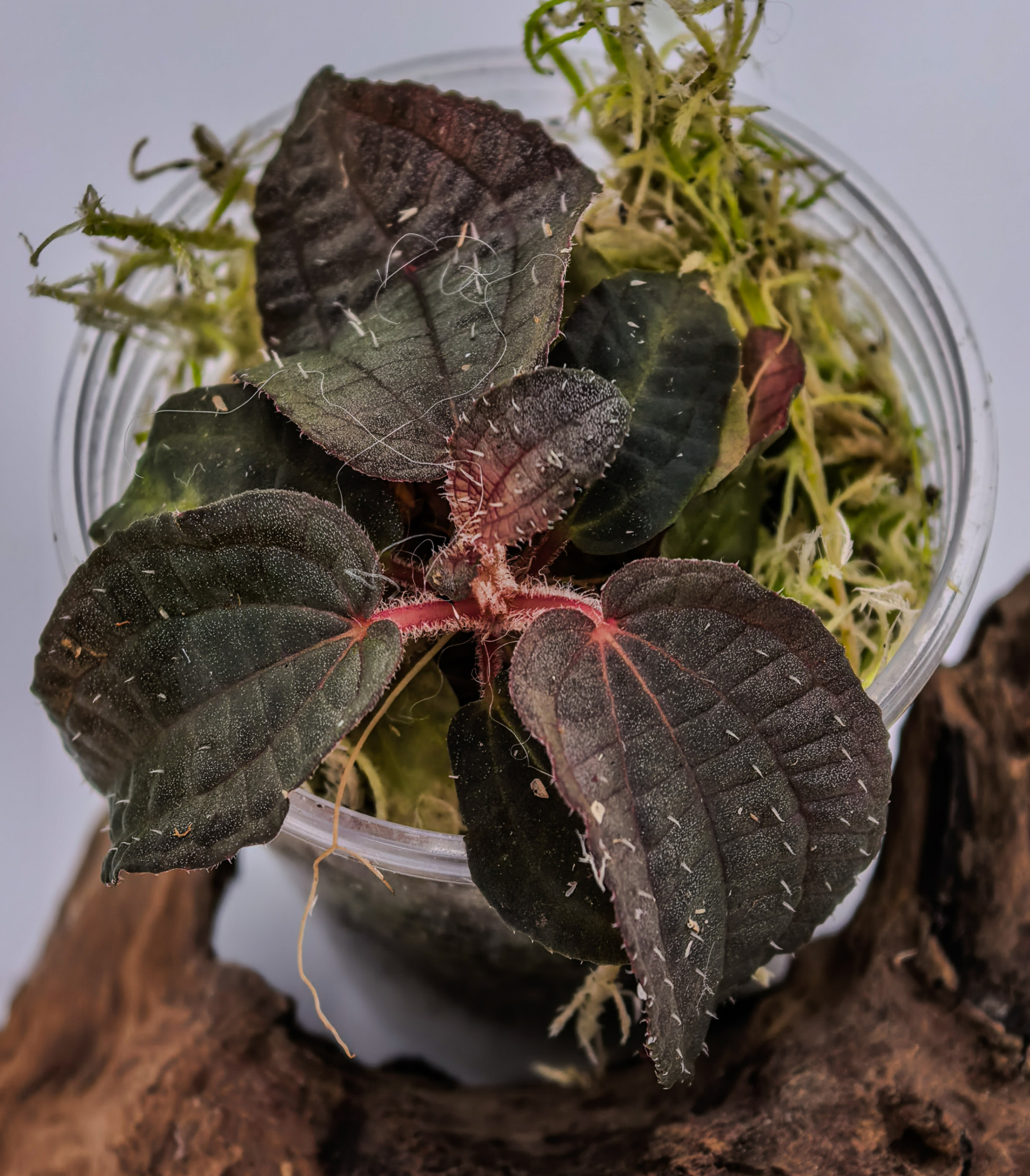 Phyllagathis sp dark