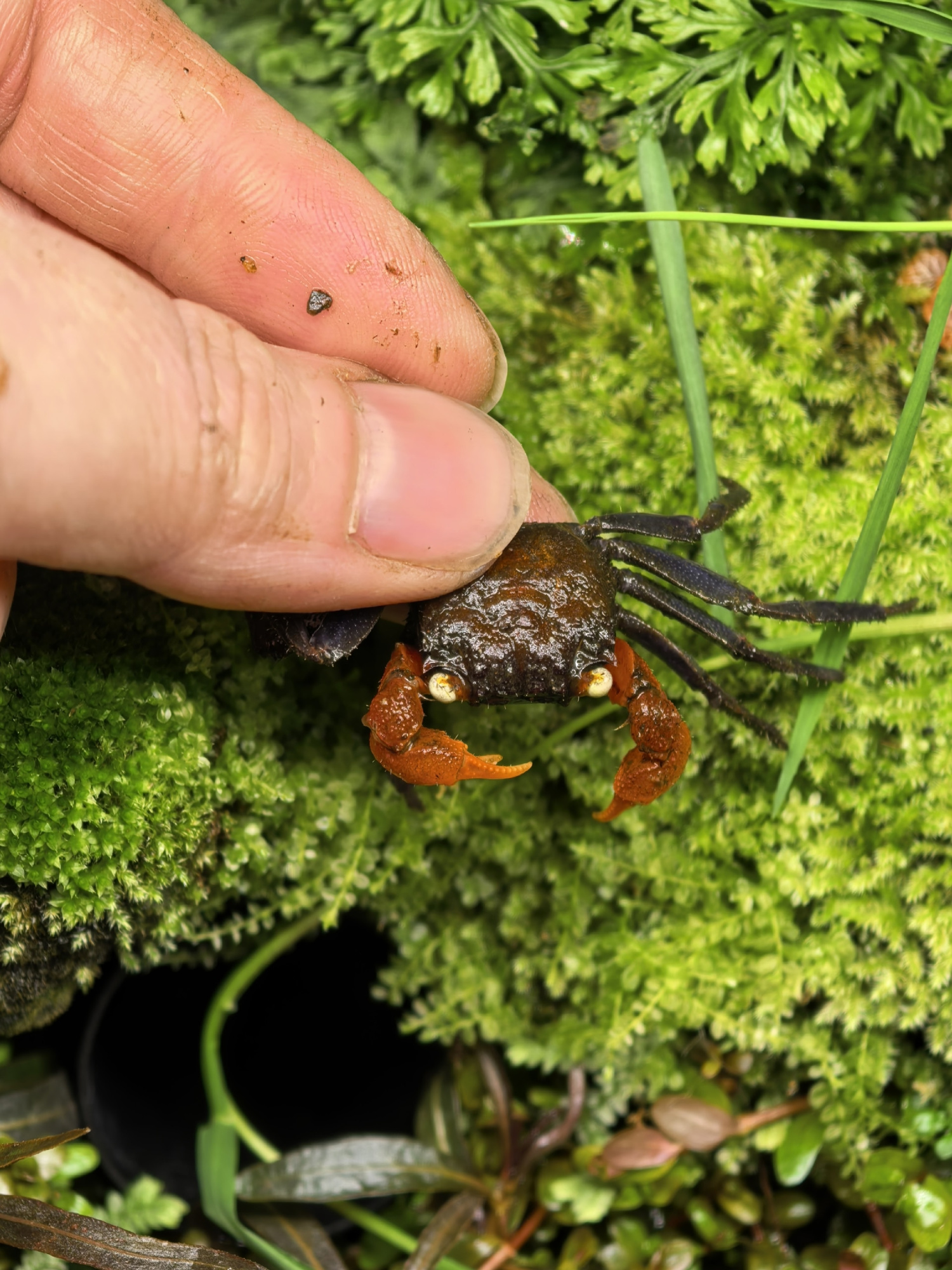 Краб дьявол (Geosesarma sp. devil)
