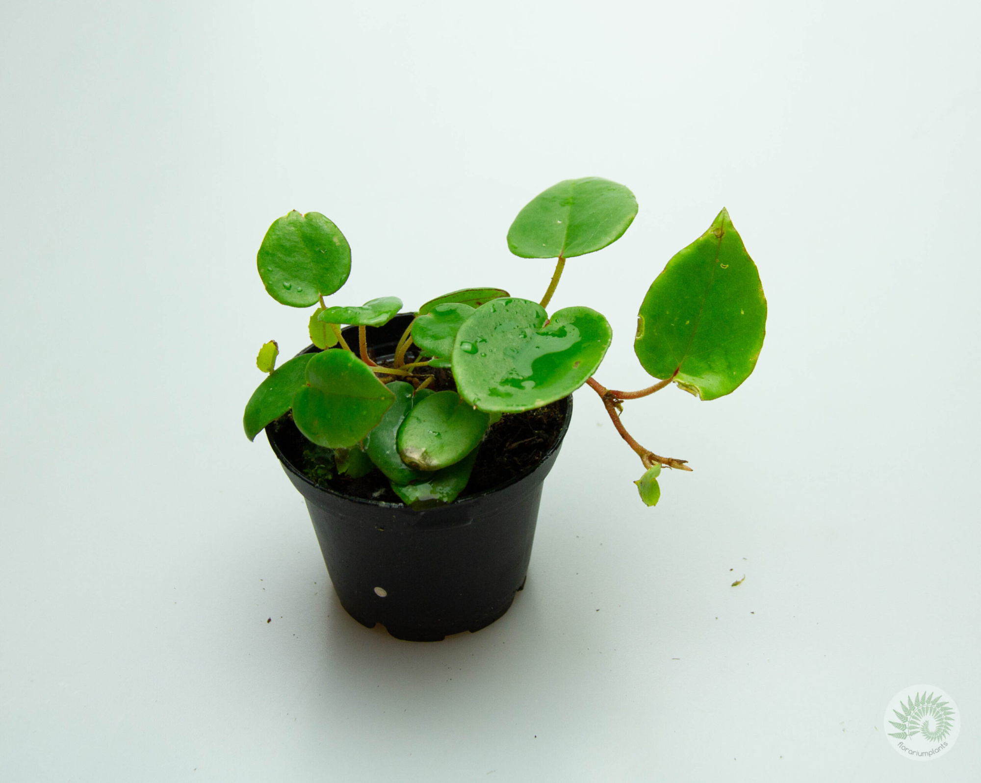Begonia amphioxus (бегония амфиоксус)