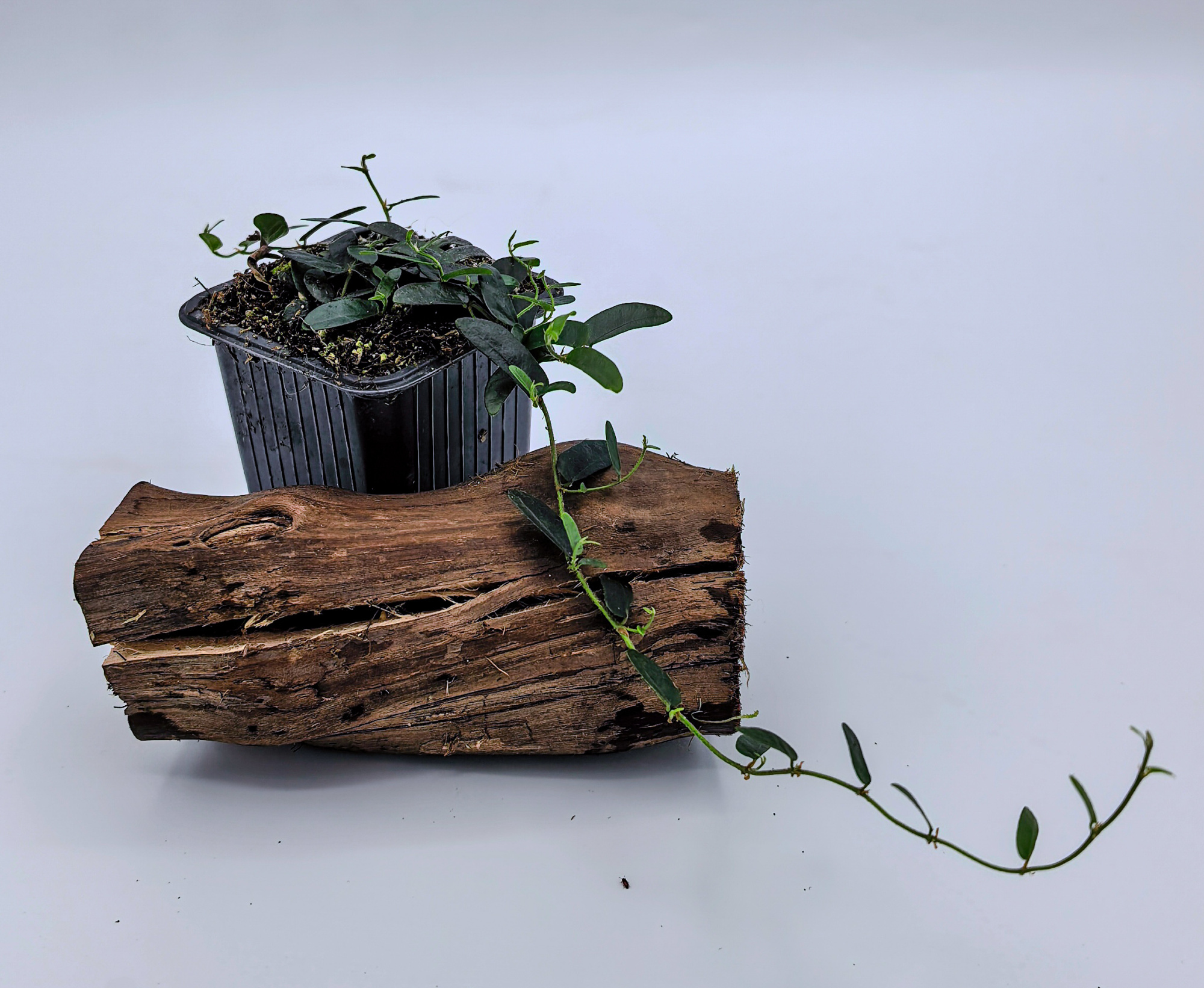 Ficus puctata thin leaf
