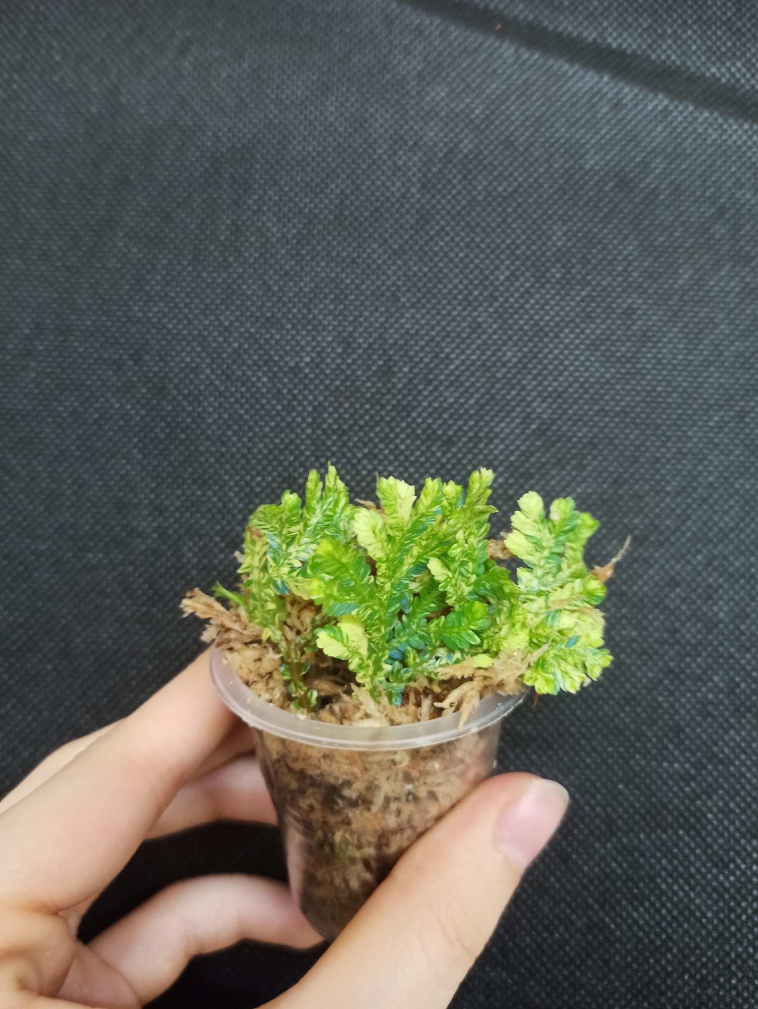 Selaginella willdenowii variegata