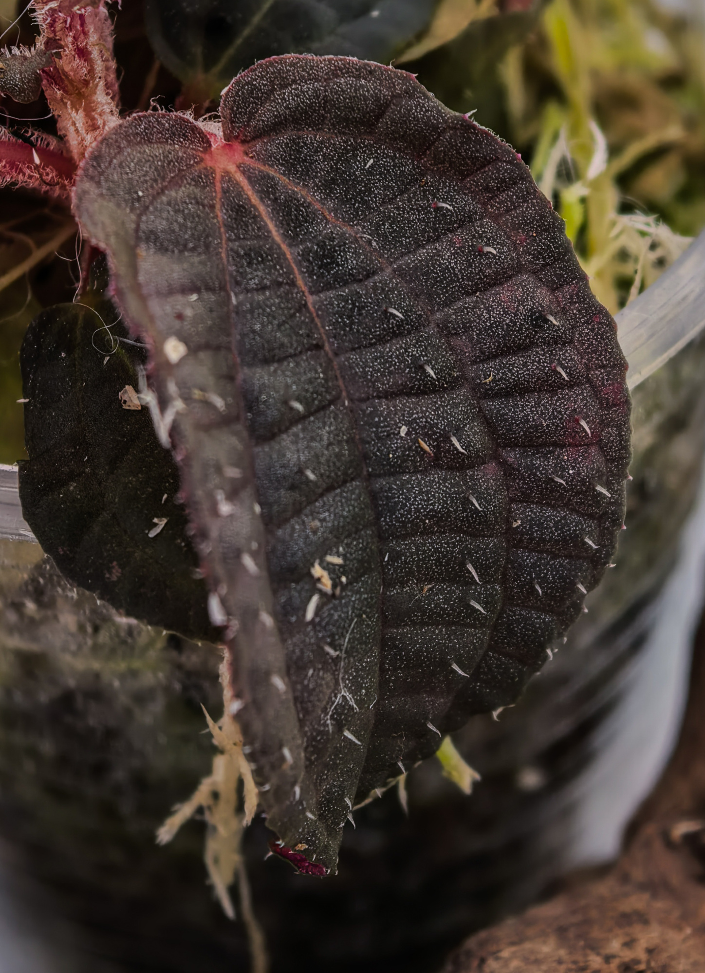 Phyllagathis sp dark