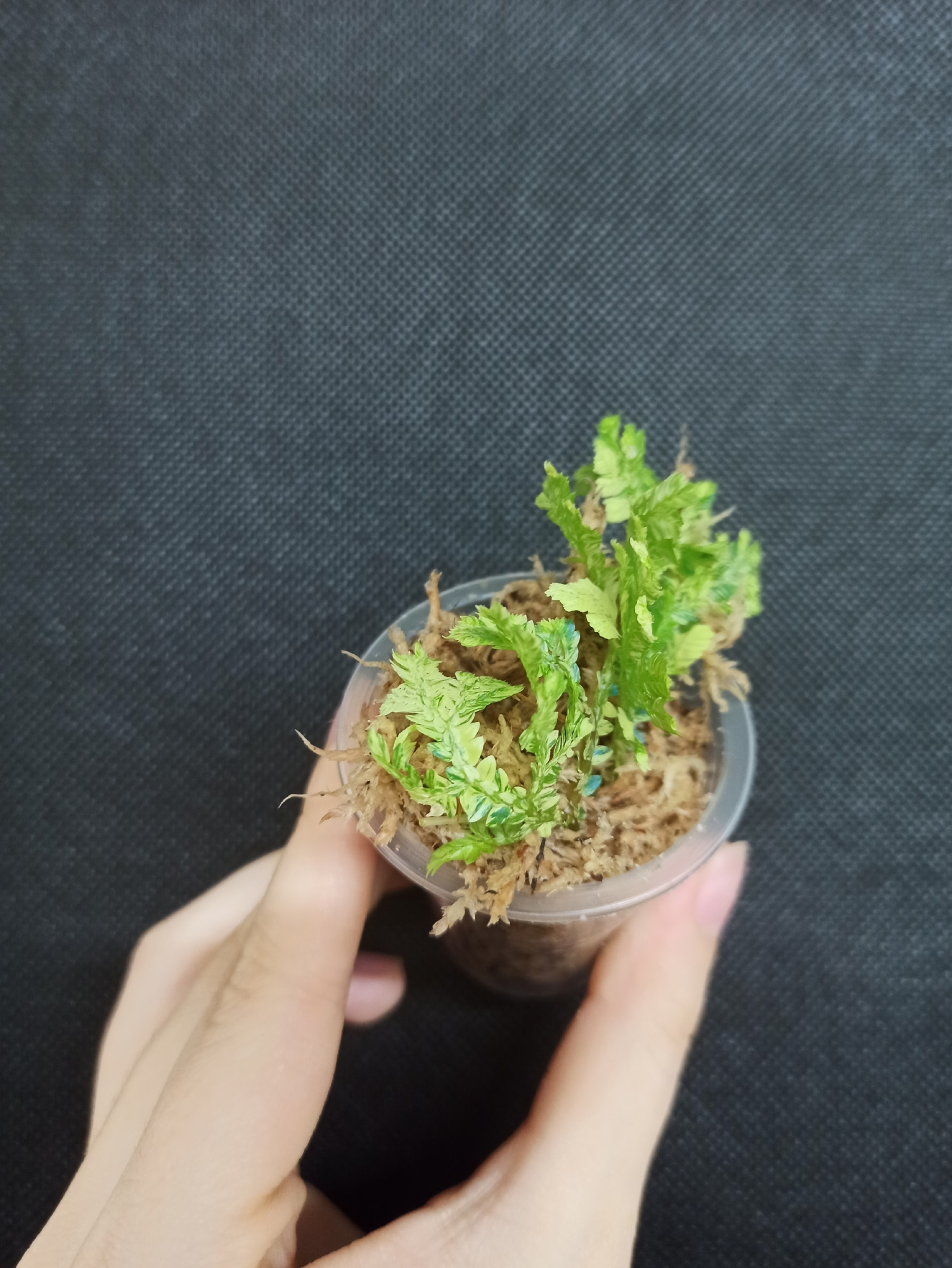 Selaginella willdenowii variegata