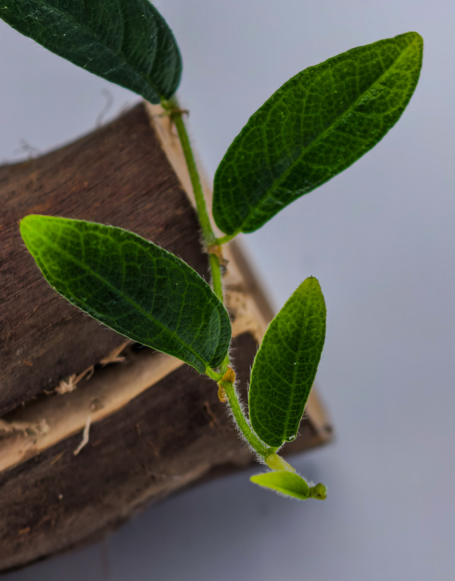 Ficus punctata hairy