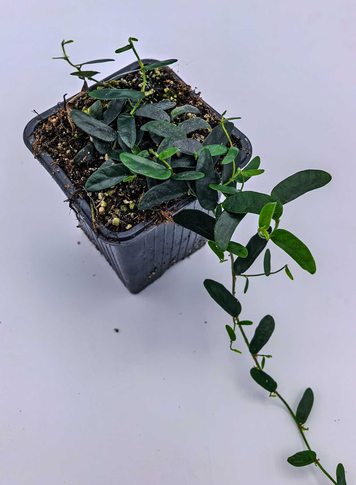 Ficus puctata thin leaf
